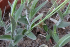 Ornithogalum hispidum