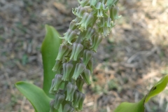 Ledebouria concolor