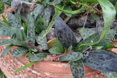 Ledebouria ovatifolia