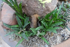 Eucomis vandermerwei