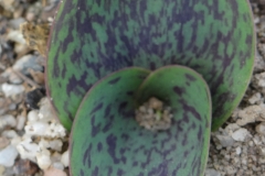 Massonia depressa