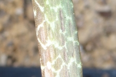 Lachenalia zebrina