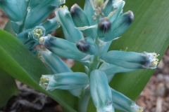 Lachenalia viridiflora