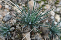 Ornithogalum sardienii