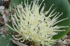 Massonia pygmaea