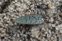 Lachenalia karoopoortensis