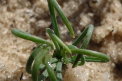 Albuca spiralis