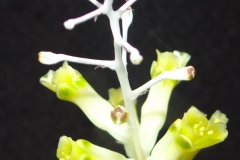 Lachenalia tricophylla