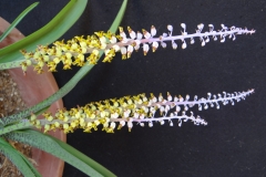 Lachenalia mutabilis