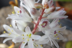 Lachenalia angelica