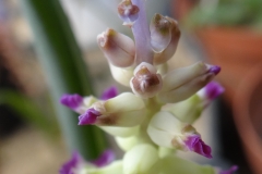 Lachenalia framesii