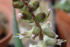 Lachenalia perryae