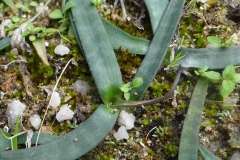 Drimia sp.