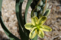 Ornithogalum concordianum