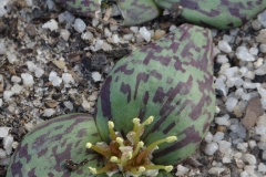 Massonia depressa