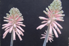 Veltheimia bracteata