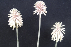 Veltheimia bracteata