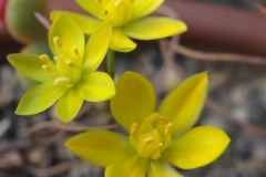 Ornithogalum multifolium