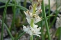 Lachenalia fistulosa