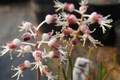 Lachenalia polyphylla