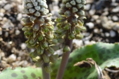 Drimiopsis burkei