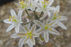 Ornithogalum adseptentrionesvergentum