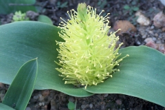 Daubenya namaquensis