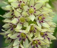 Eucomis bicolor