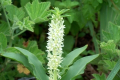 Eucomis zambesiaca