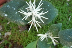 Massonia sp.