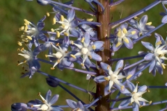 Merwilla plumbea