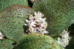 Massonia jasminiflora pustulate form