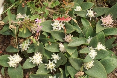 Massonia pygmaea
