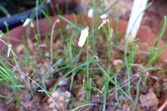 Litanthus pusillus - the world's smallest bulb!