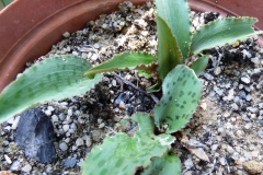 Drimiopsis burkei