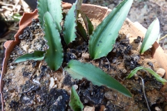 Ledebouria burkei