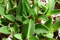 Ledebouria sp