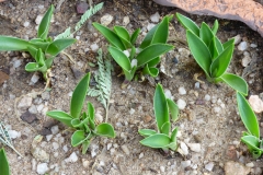 Ledebouria sp