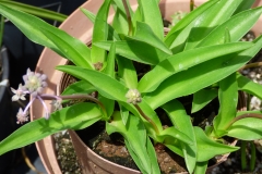 Ledebouria sp