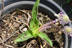 Ledebouria sp