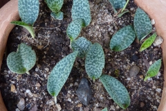 Drimiopsis sp De Hoop