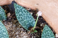 Drimiopsis sp De Hoop