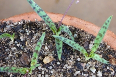 Ledebouria sp