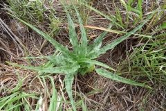 Ledebouria inquinata