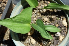 Drimiopsis sp.