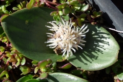 Massonia pygmaea
