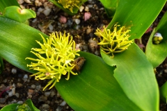 Daubenya stylosa