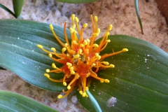 Daubenya marginata