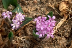 Lachenalia (polyxena) ensifolia
