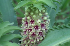 Eucomis humilis